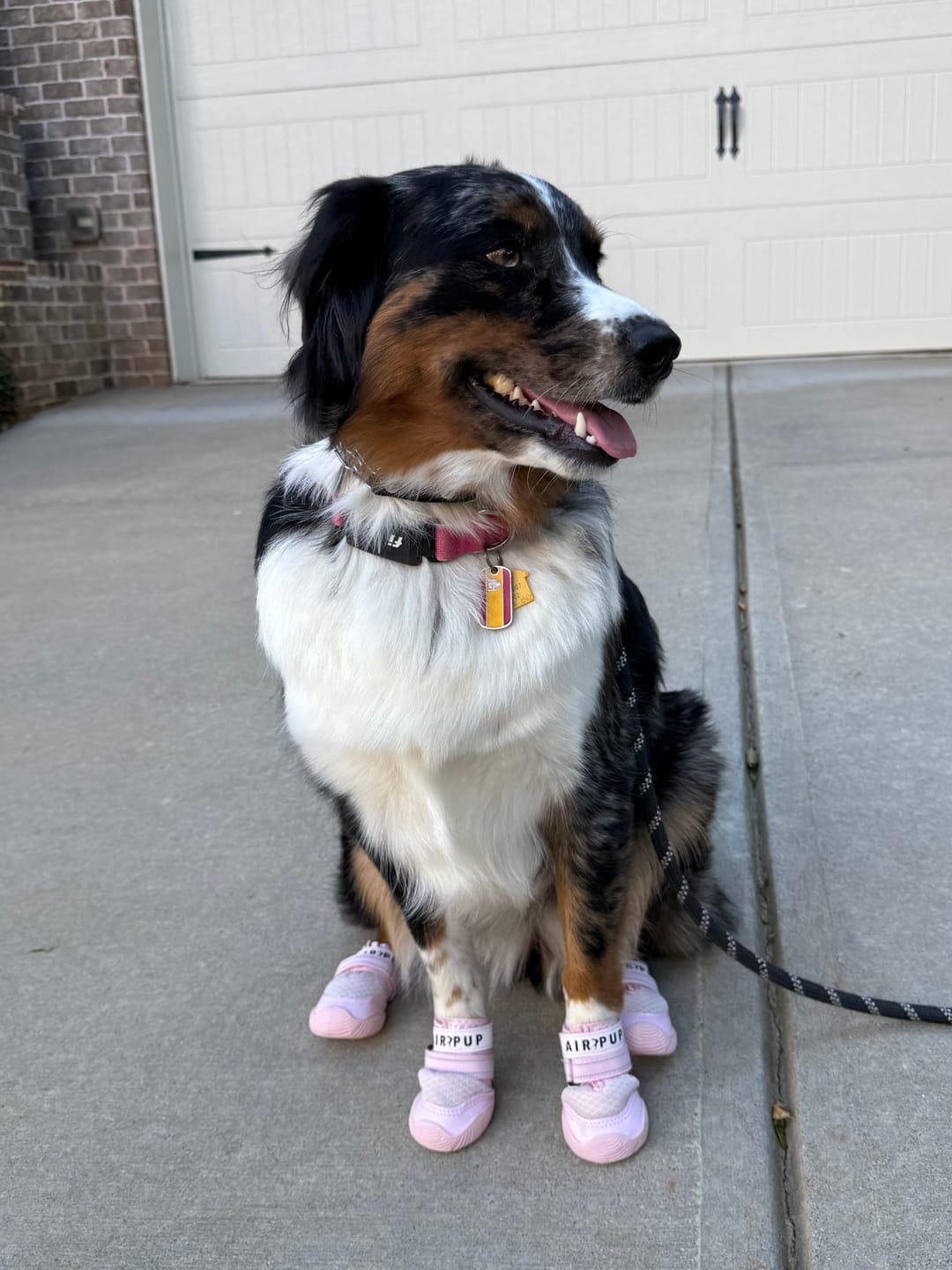 Customer photo review of AIR PUP DOG SHOES - SET OF 4