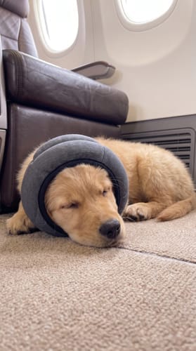 Customer photo review of PeacePaws™ Calming Ear Muffs for Dogs