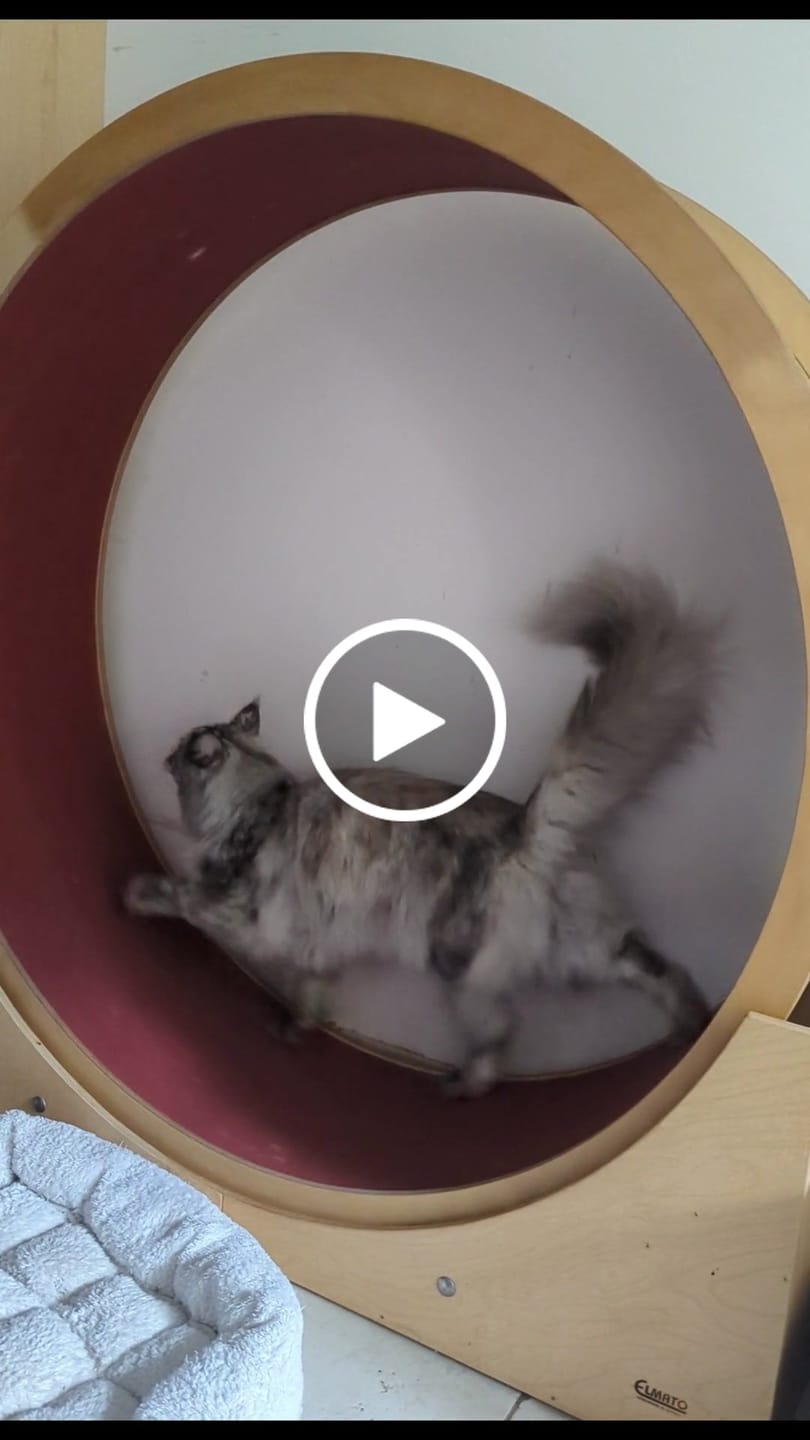 Customer video review of Elmato Katzenlaufrad Simba