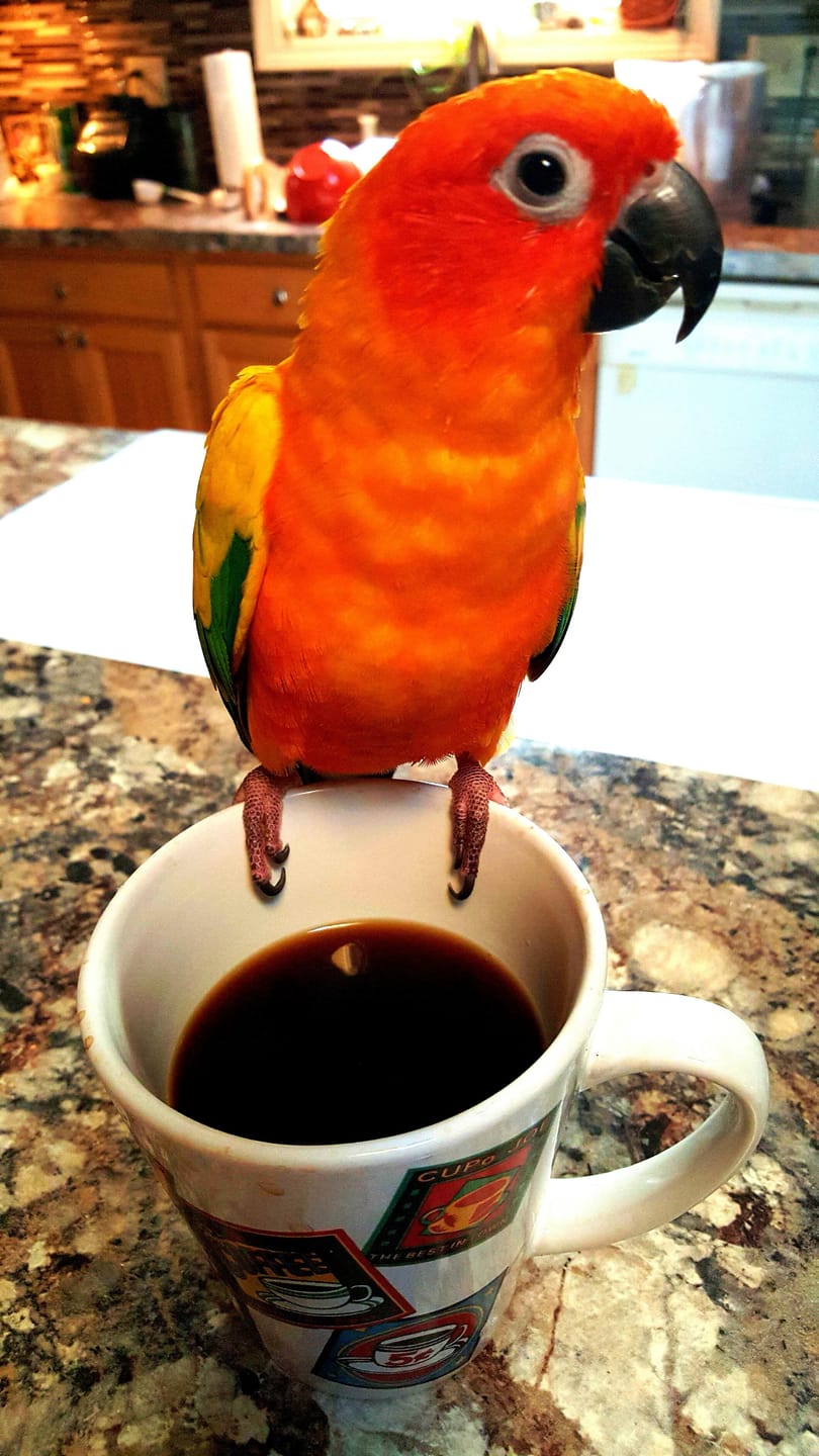 Customer photo review of Silky Ultra Dark Roast