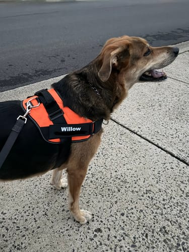 Customer's dog wearing an orange Dogshood No Pull Harness with a custom name tag, standing on a sidewalk.