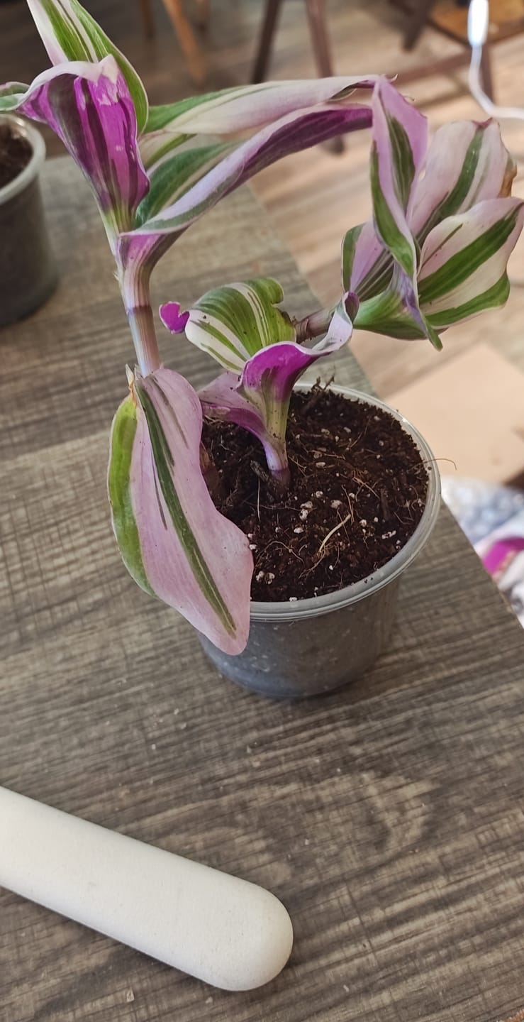 Customer photo review of Rare Tradescantia Nanouk Lilac Plant | Rare Tradescantia Pot | Rare Pink Wandering Jew | Easy care hardy indoor houseplant in a nursery pot