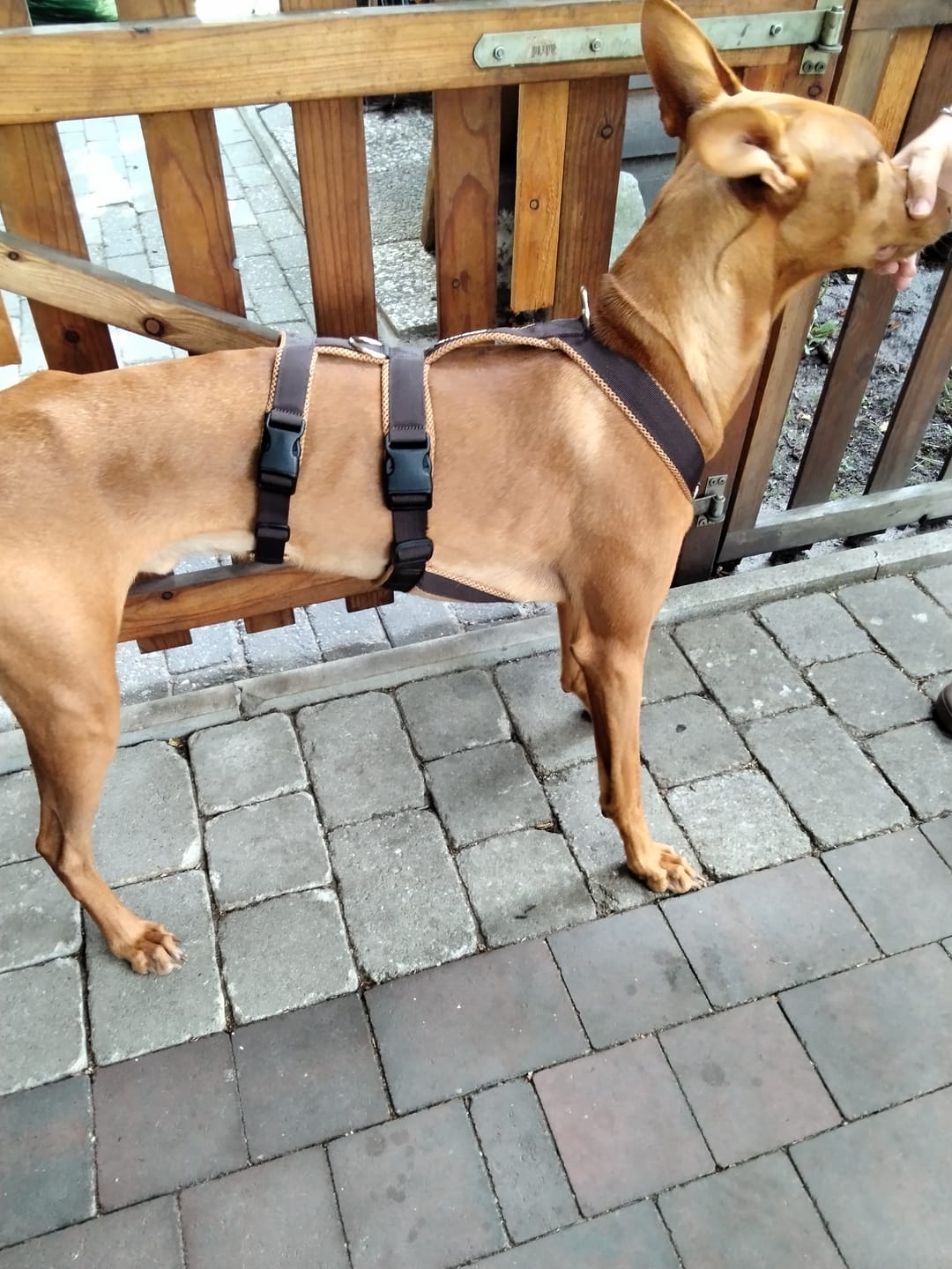 Customer photo review of Sicherheitsgeschirr FUN "Toffee"