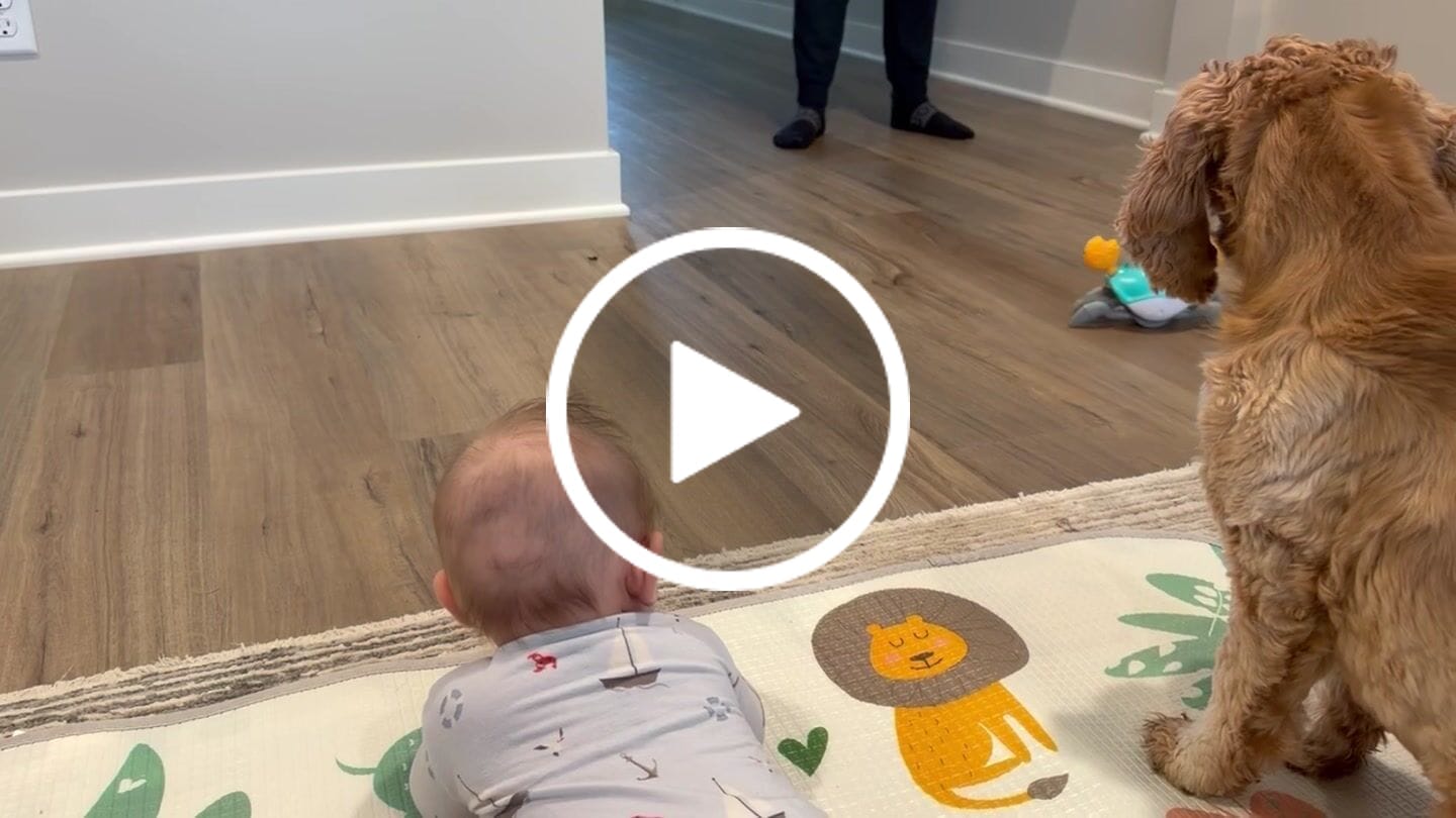 Customer video review of The Crawly Crab™