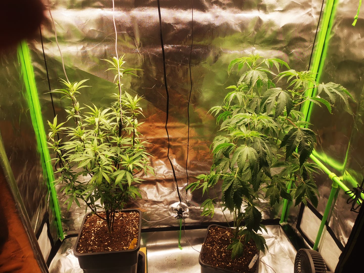 Customer photo review of Hanfstecklinge | Mentha de Croco