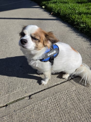 Customer's Dogshood No Pull Harness on a small dog, blue color with name patch on sidewalk.