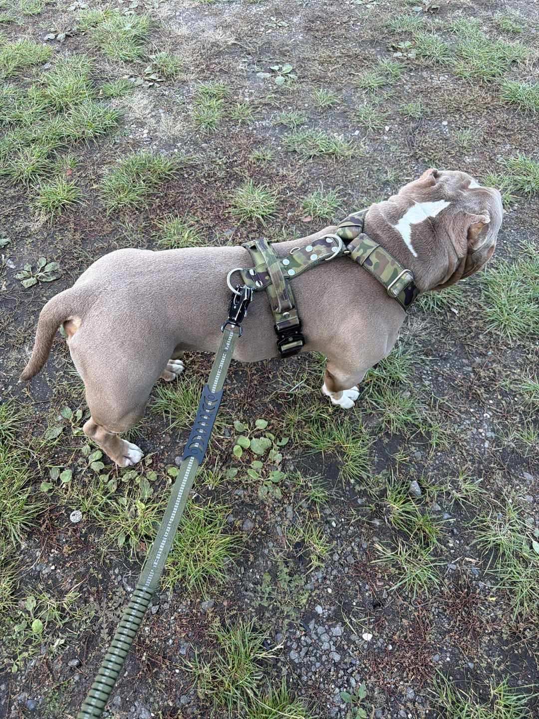 Customer photo review of Easy Walk Extreme Camo Green - Sele med snabbspänne