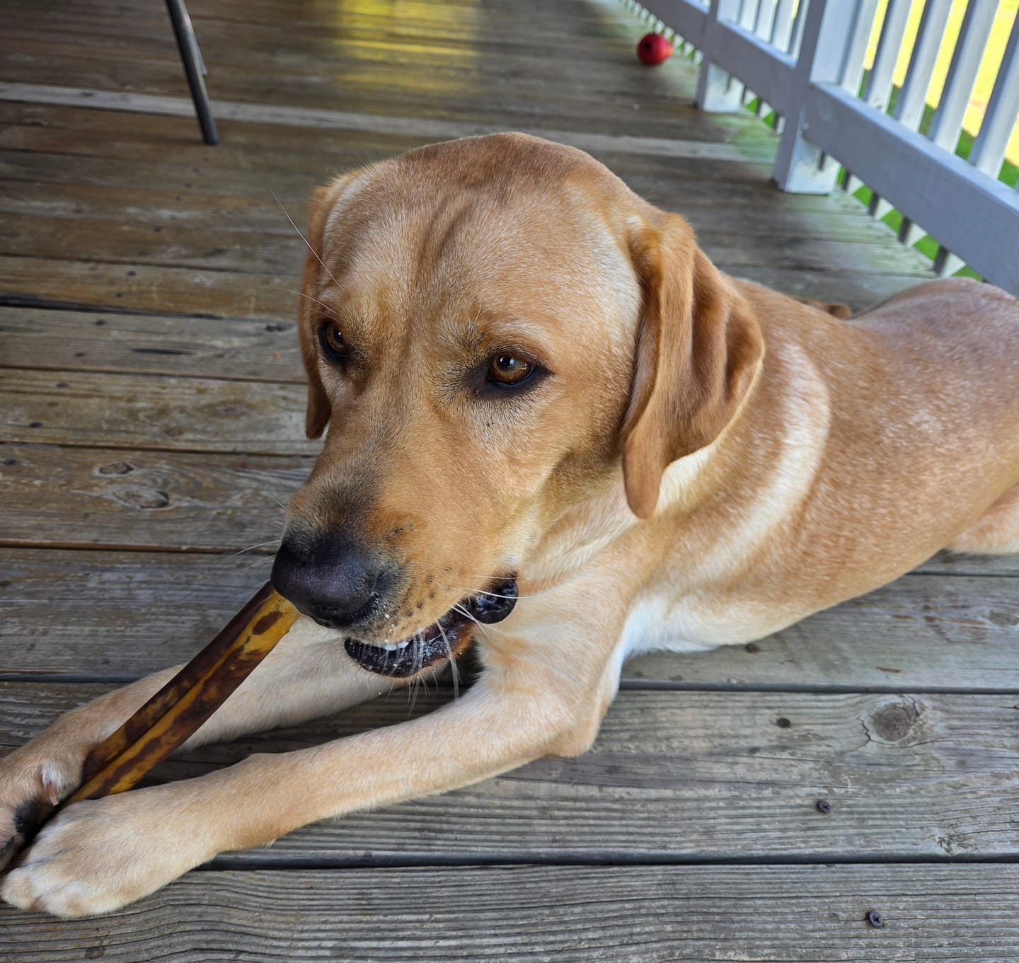 Customer photo review of Super Bull Sticks
