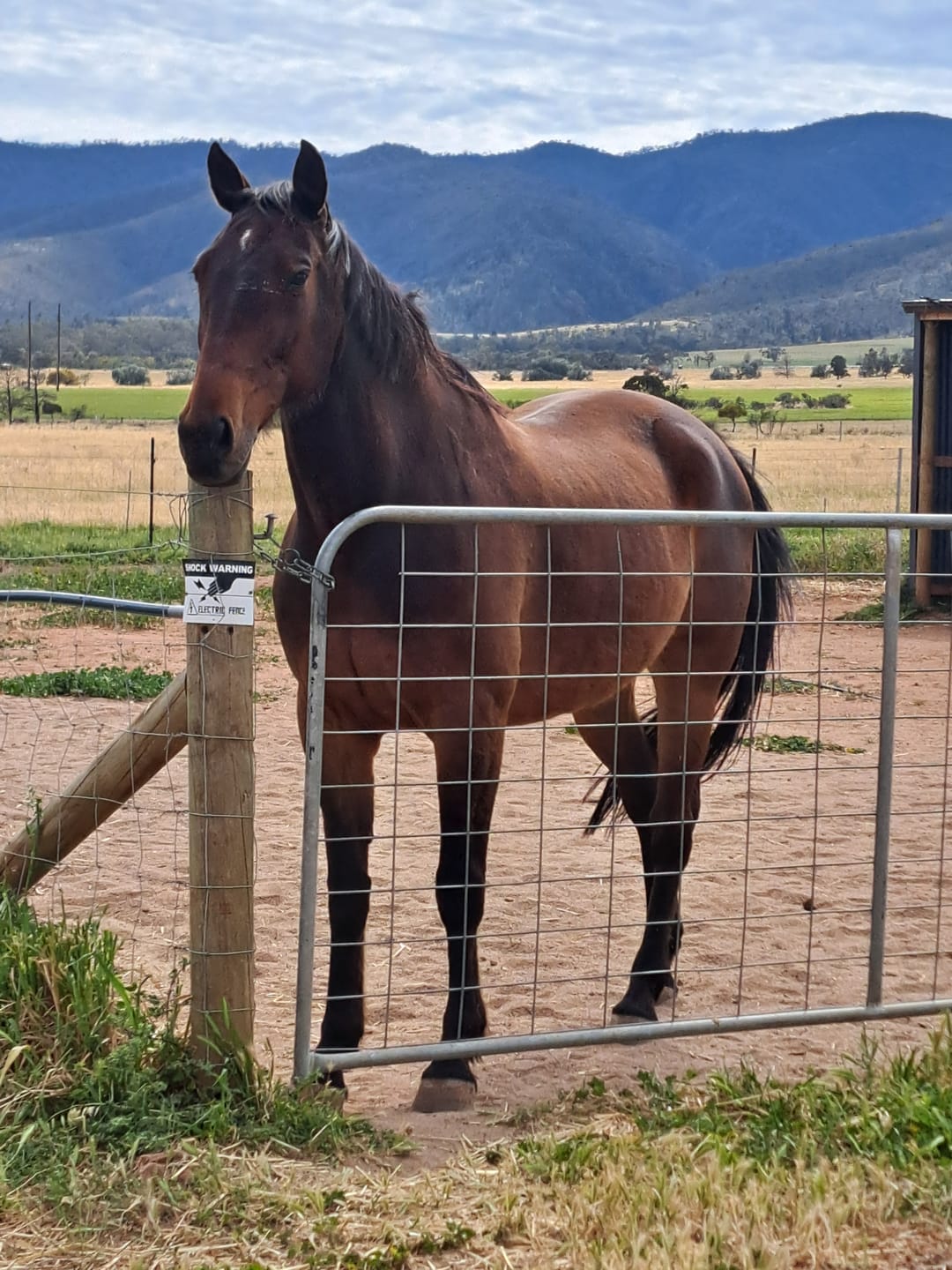 Customer photo review of Ulcer Armour+ | Gastric Support for Horses