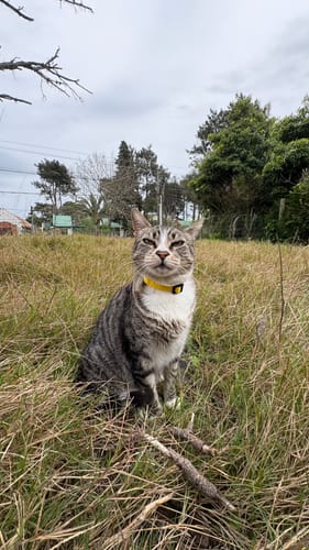 Customer photo review of Pack x3 Collares Remachados para Gato