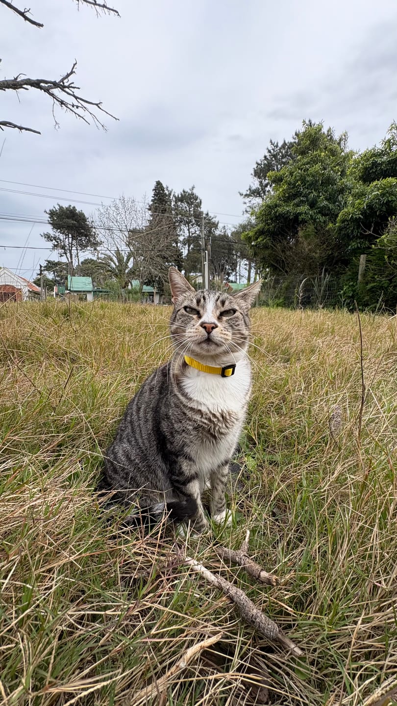 Customer photo review of Pack x3 Collares Remachados para Gato