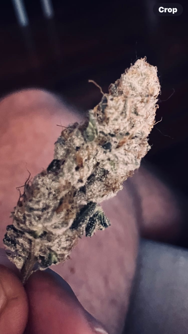 Customer photo review of Candy Gas THCA Flower