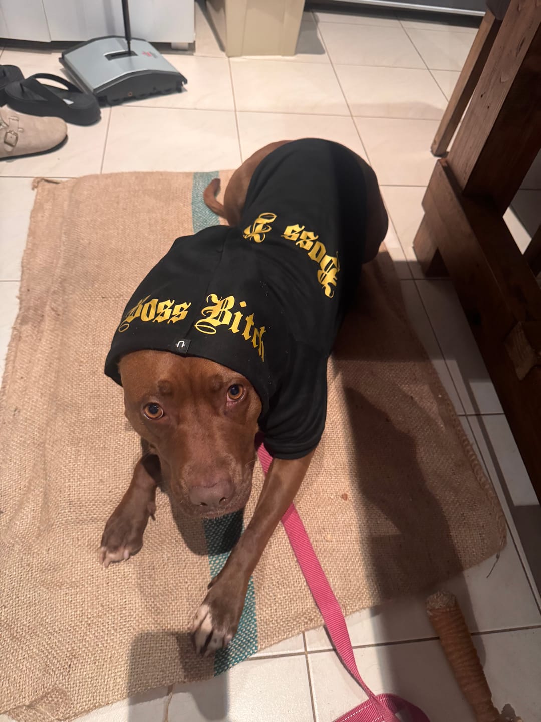 Customer photo review of Gangsta Yapper Dog Hoodie - Personalised