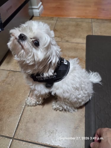 Customer's white Maltese dog wearing a black Dogshood No Pull Harness while sitting on tiled flooring.