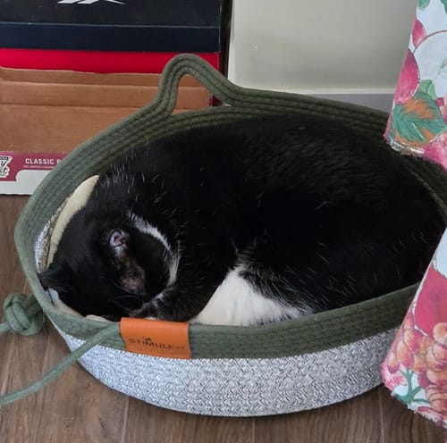 Customer's black and white cat sleeping peacefully in a round, olive green and cream Instinct Basket.