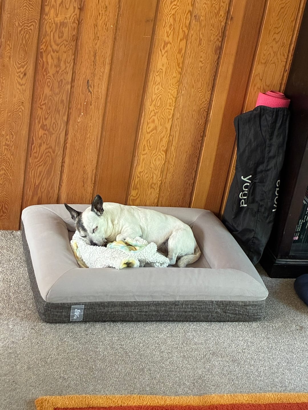 Customer photo review of Best Orthopedic Dog Bed | Fur King "Ortho"