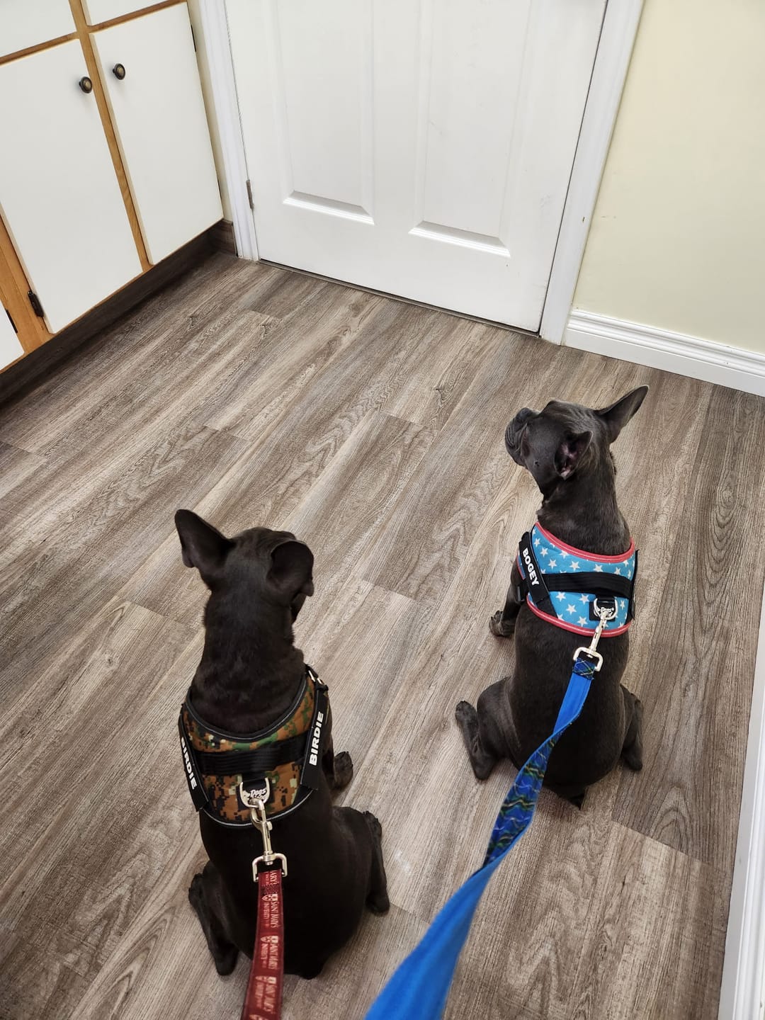 Customer photo review of Dogshood ™ Ergonomic Harness