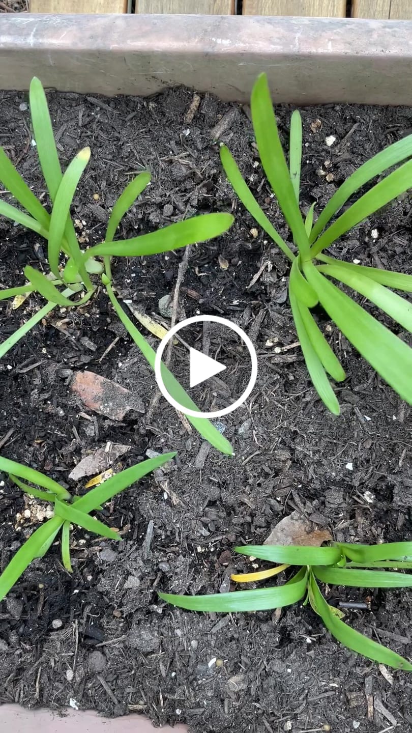 Customer video review of Agapanthus - Liliaceae - Agapanthaceae