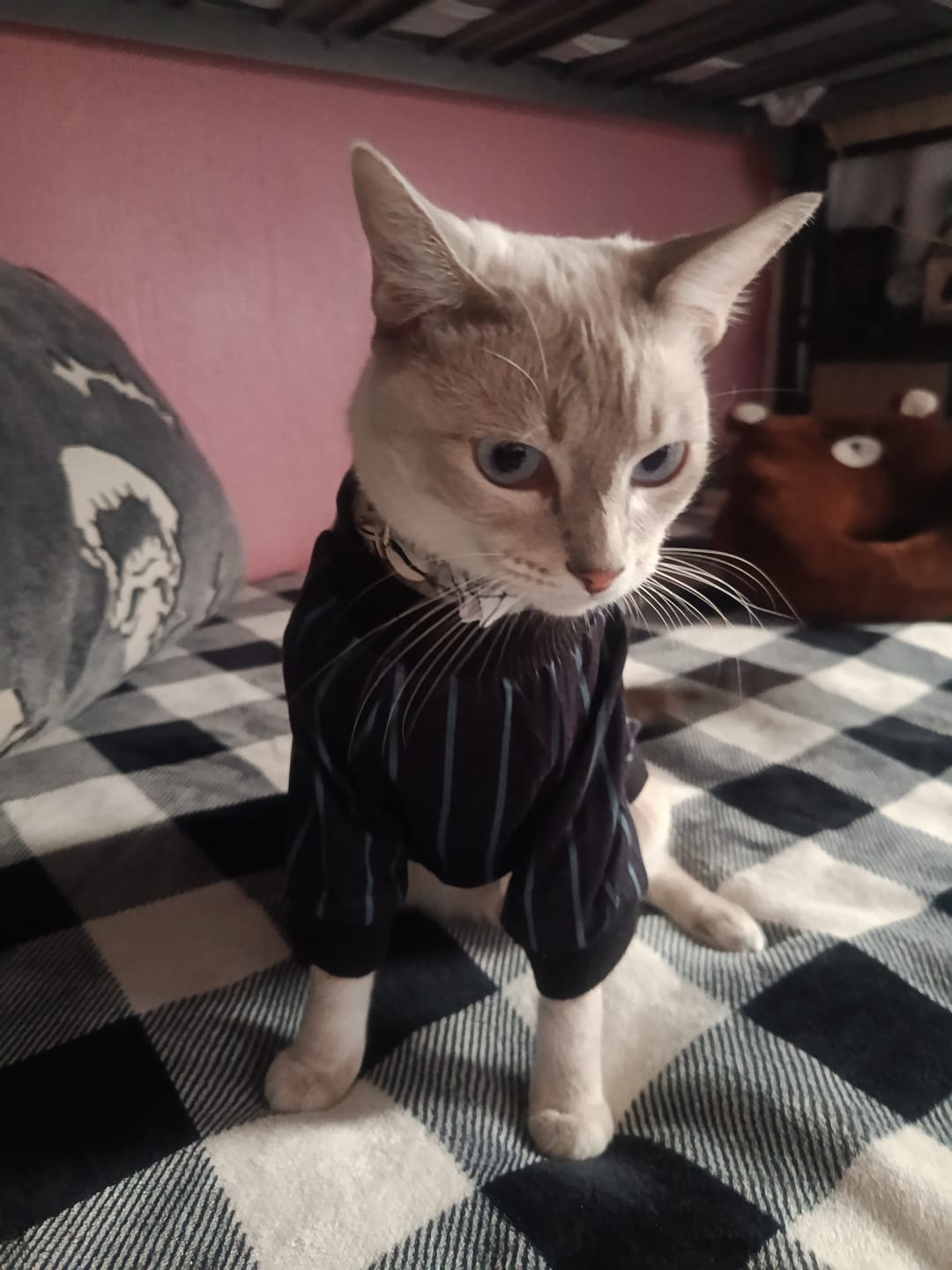 Customer photo review of CT3712 1 Pieza De Ropa De Halloween Para Mascota