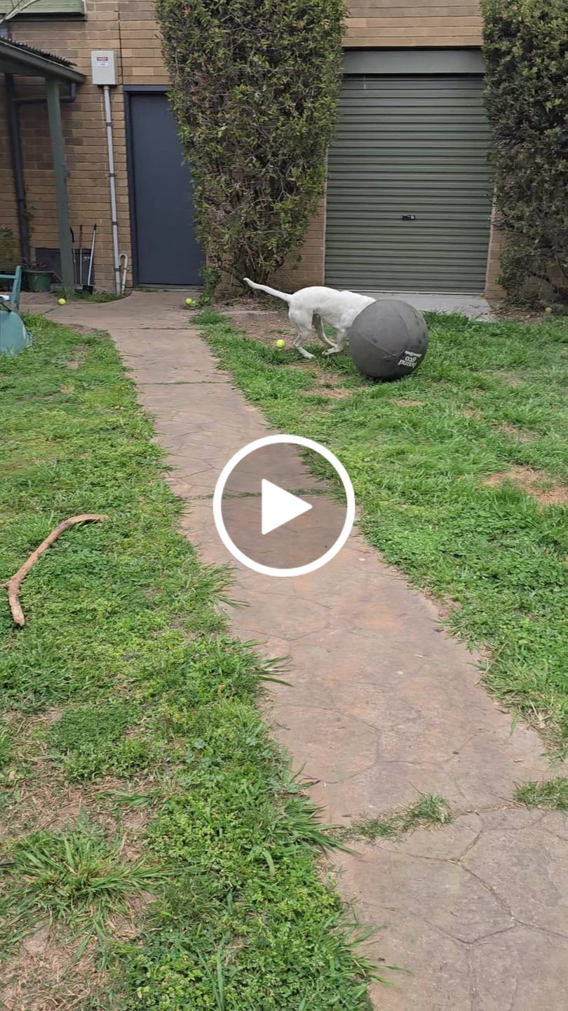 Customer video review of Outback Herder