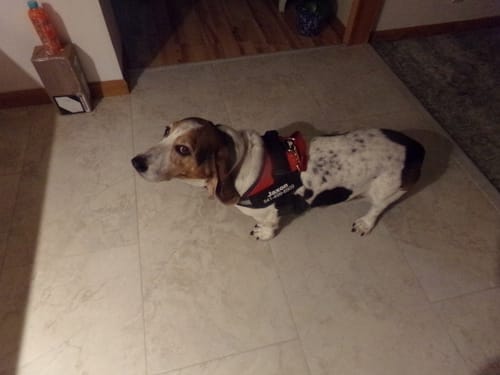 Customer's Dogshood No Pull Harness fitted on a dog standing on a tiled floor