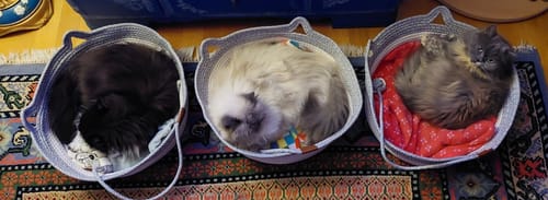 Customer's three Der Instinkt-Guide eBook cat baskets, each containing a sleeping cat, sitting on a colorful rug.