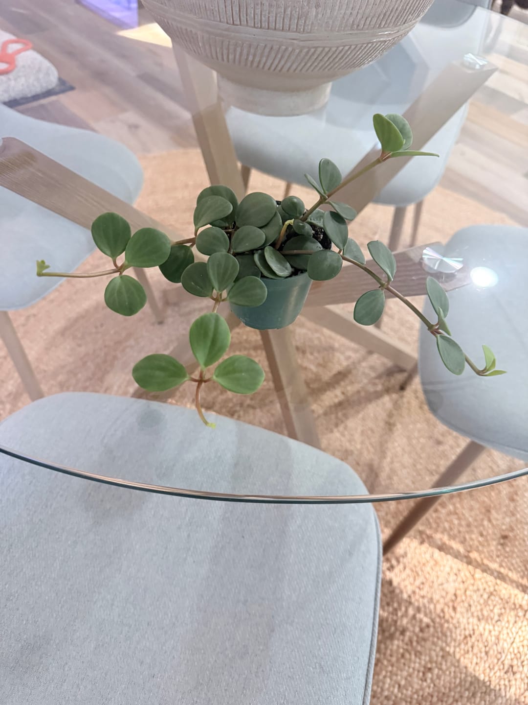 Customer photo review of Peperomia 'Hope'