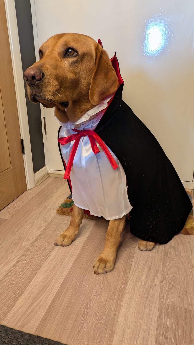 Customer photo review of Sparkly Plain Velvet Fabric