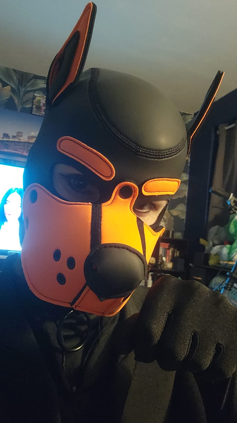 Customer photo review of Mr S Leather Neoprene K9 Puppy Hood | Black/Orange