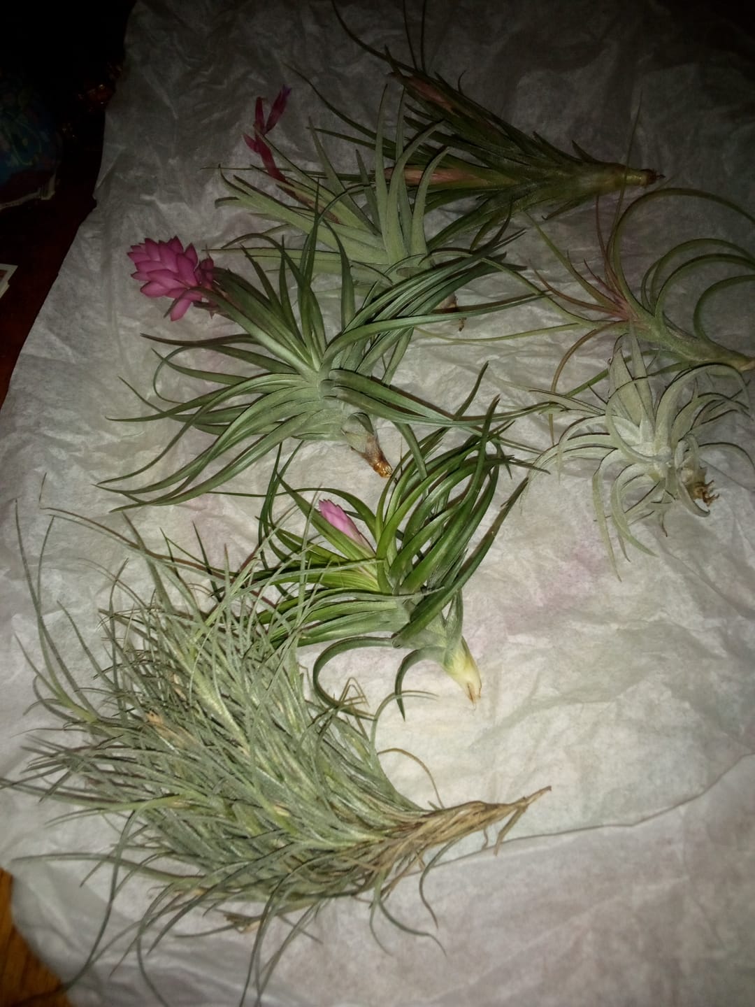 Customer photo review of Lorentziana Clump