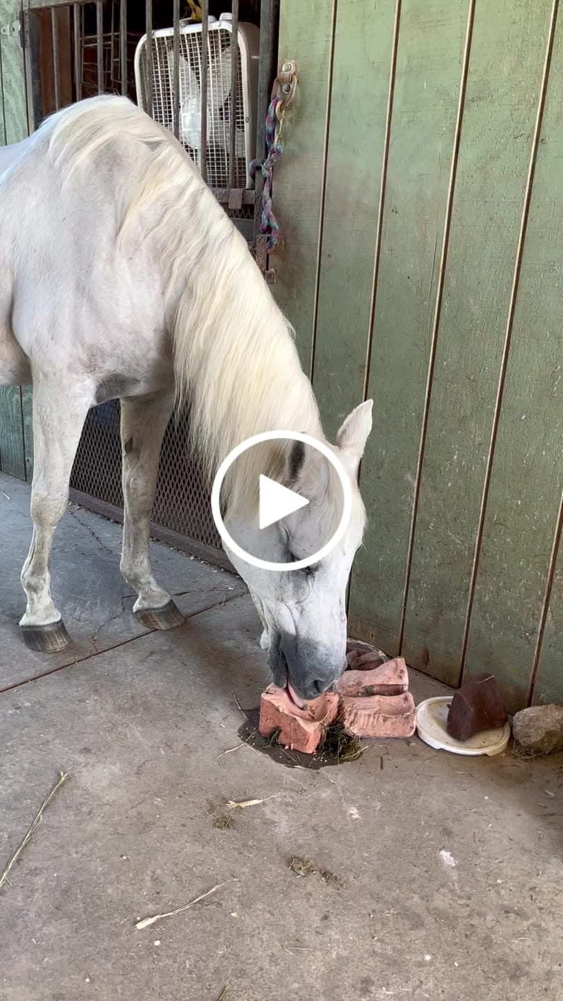 Customer video review of Compressed Himalayan Salt Animal Licks 11 LB