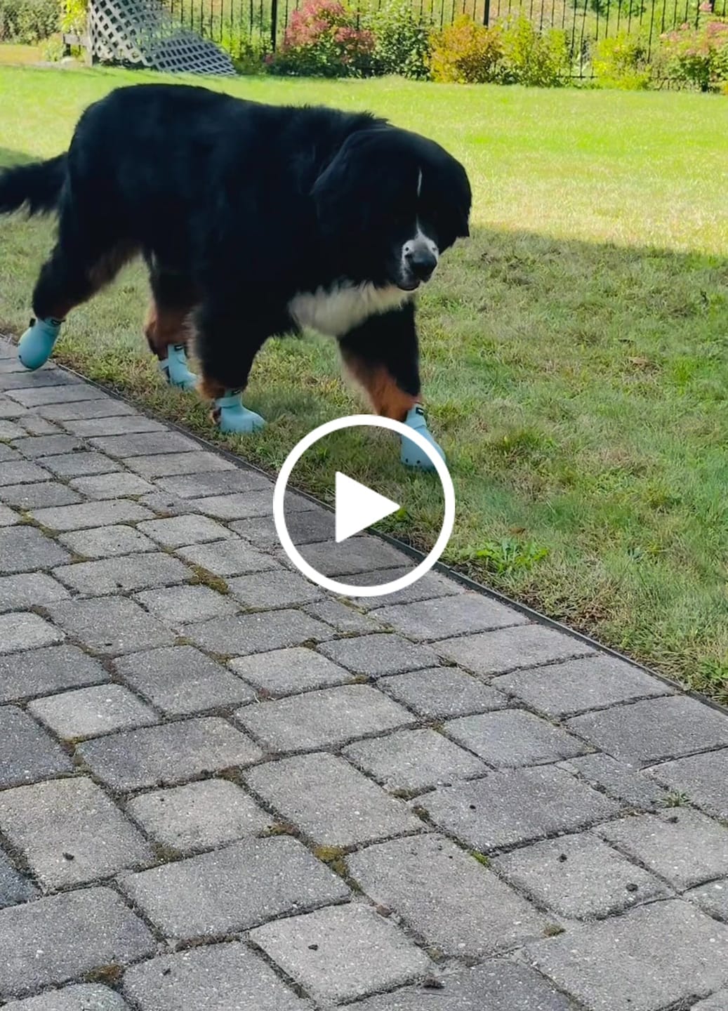 Customer video review of WagWellies® Sport
