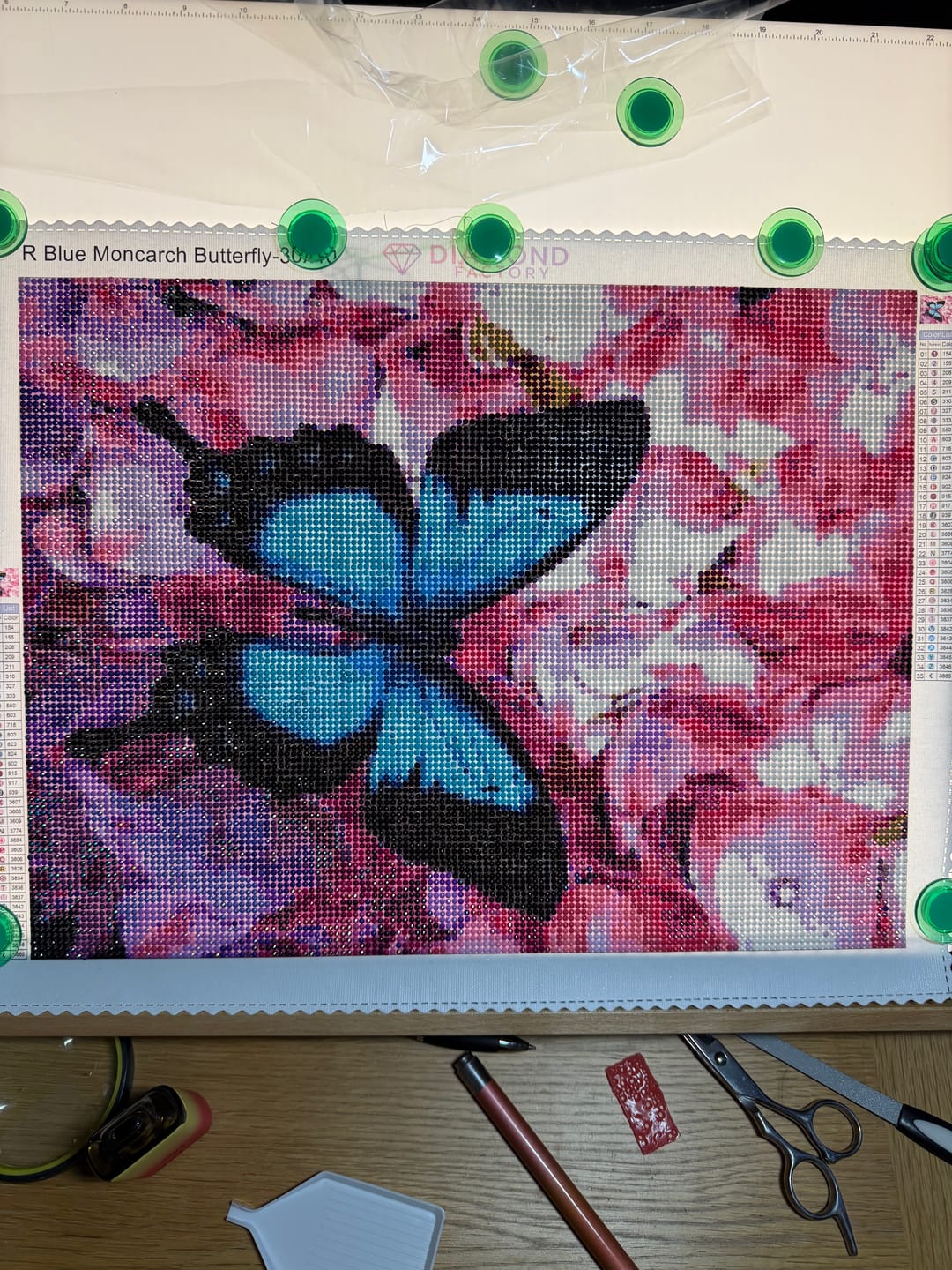 Customer photo review of Blue Moncarch Butterfly