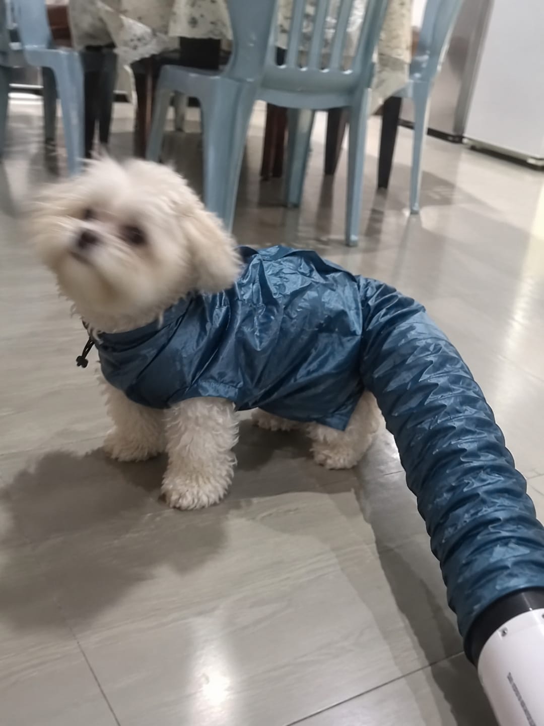 Customer photo review of BrisaPaw™ Bolsa de Secado para Perros