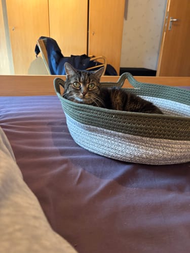 Customer's Fellnest Katzenkorb in green and white, with a tabby cat resting inside on a bed.