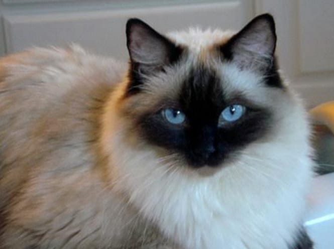 Customer photo review of HQS Natural Tuna In Broth Atlantic Style - Wet Cat Food - almo nature