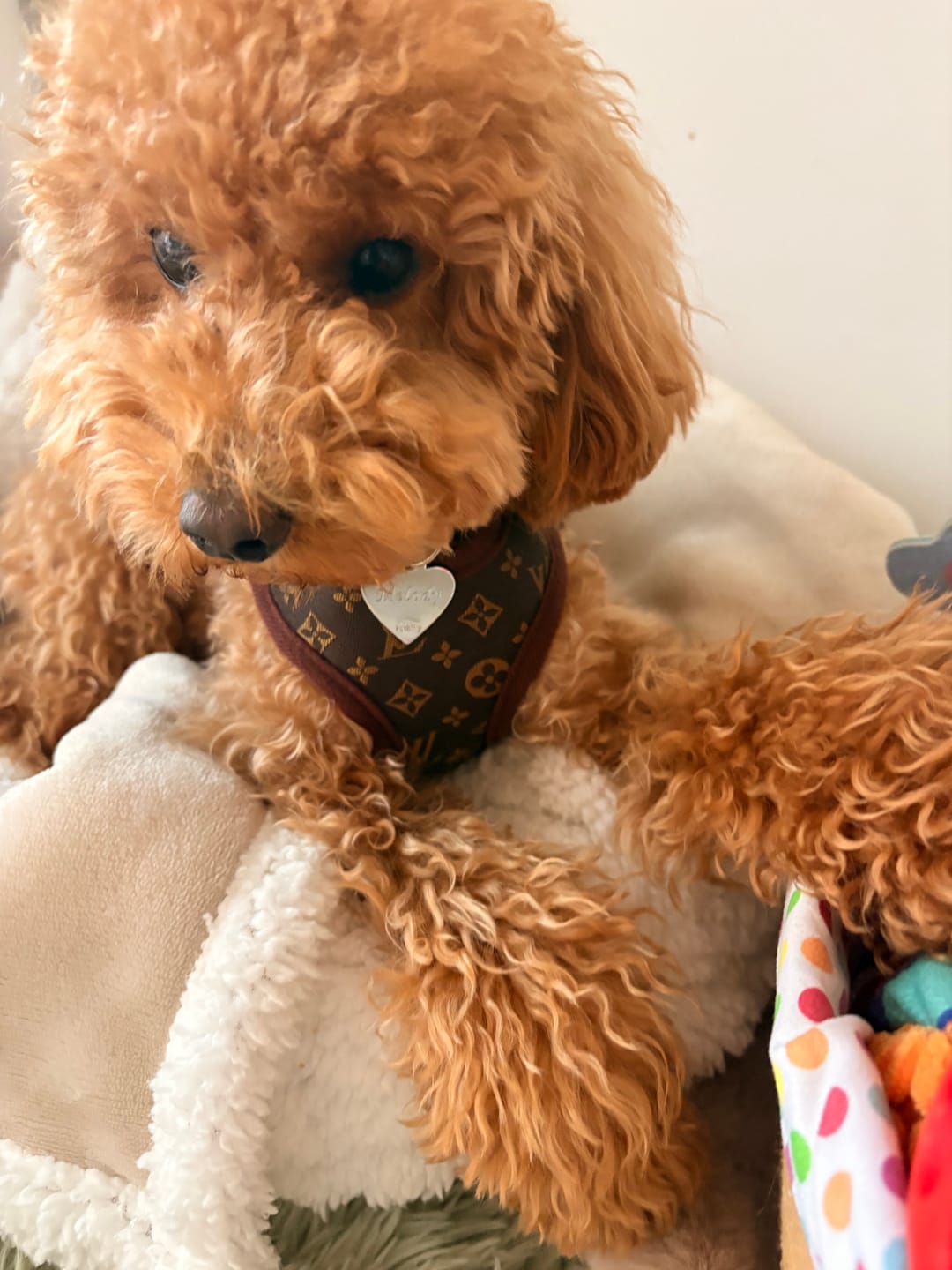 Customer photo review of Pettorina e guinzaglio Louis Pawtton