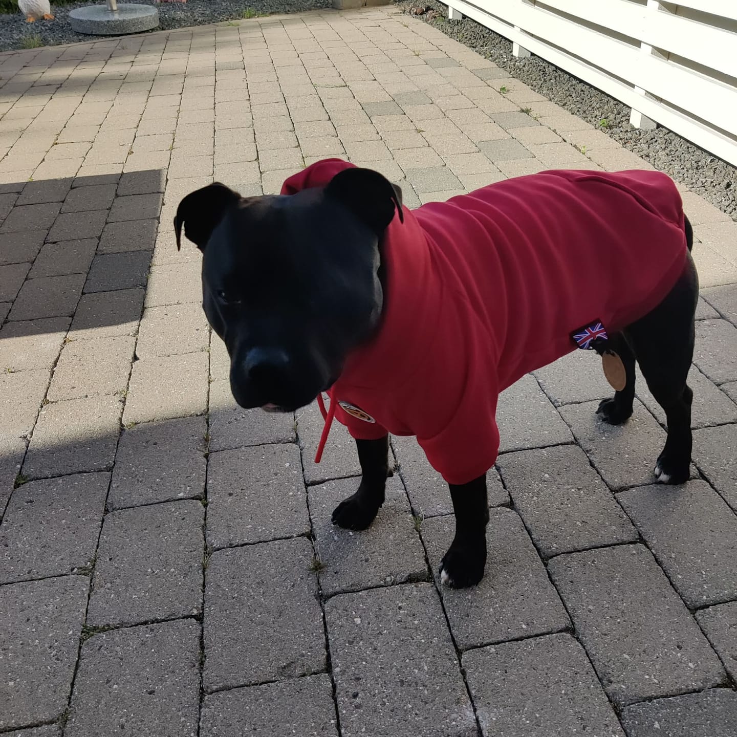 Customer photo review of Staffordshire Bull Terrier 1935® Hoodies - Red