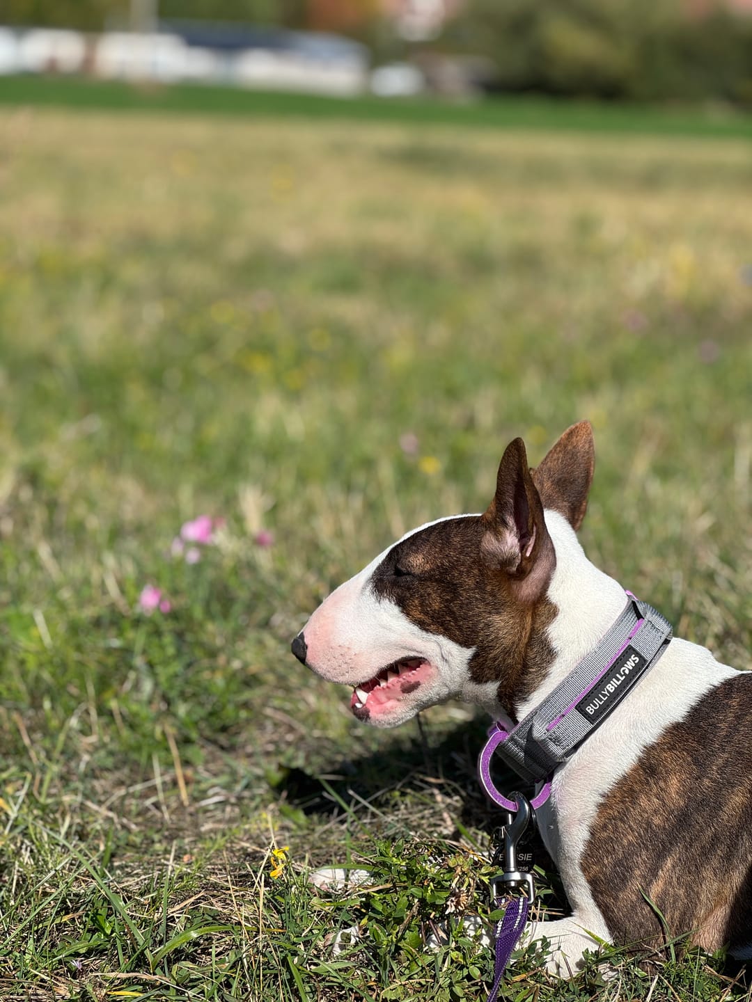 Customer photo review of 4cm LIGHTER Combat® Collar | With Handle & Secure Clip - Purple & Metal Grey