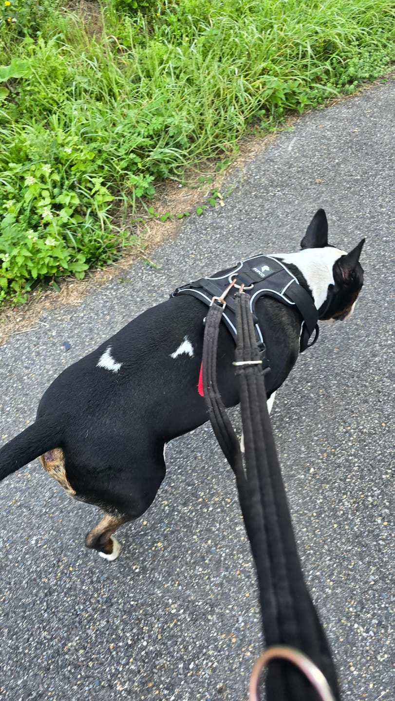Customer photo review of Lunar Harness - Black