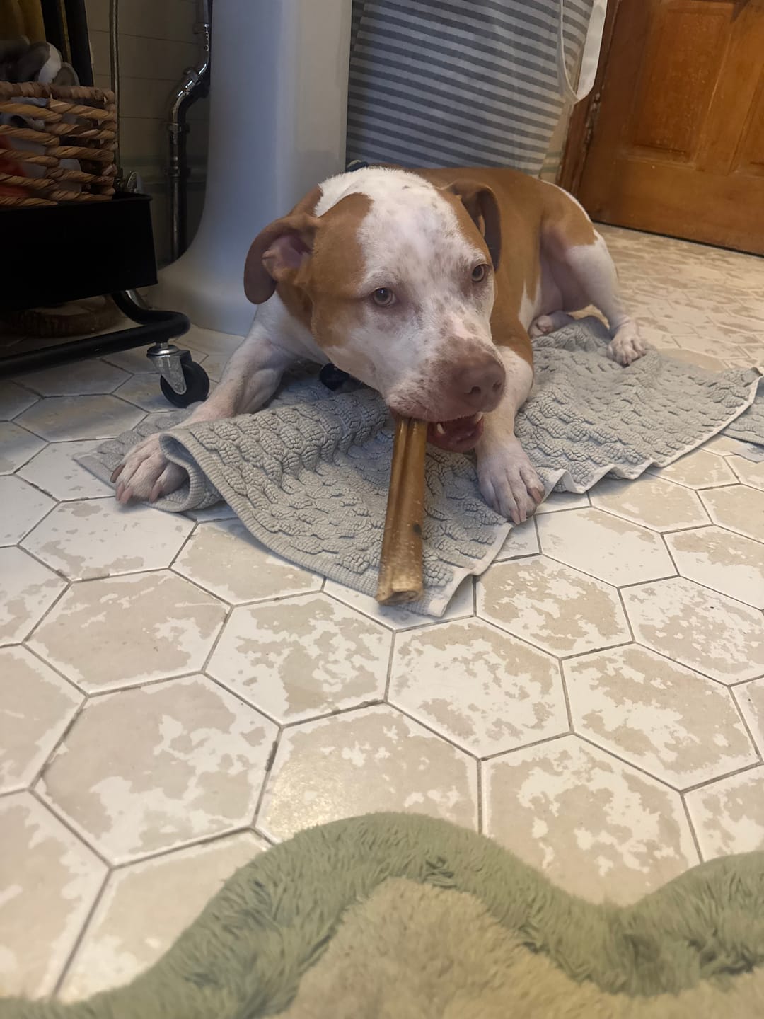 Customer photo review of Super Bull Sticks
