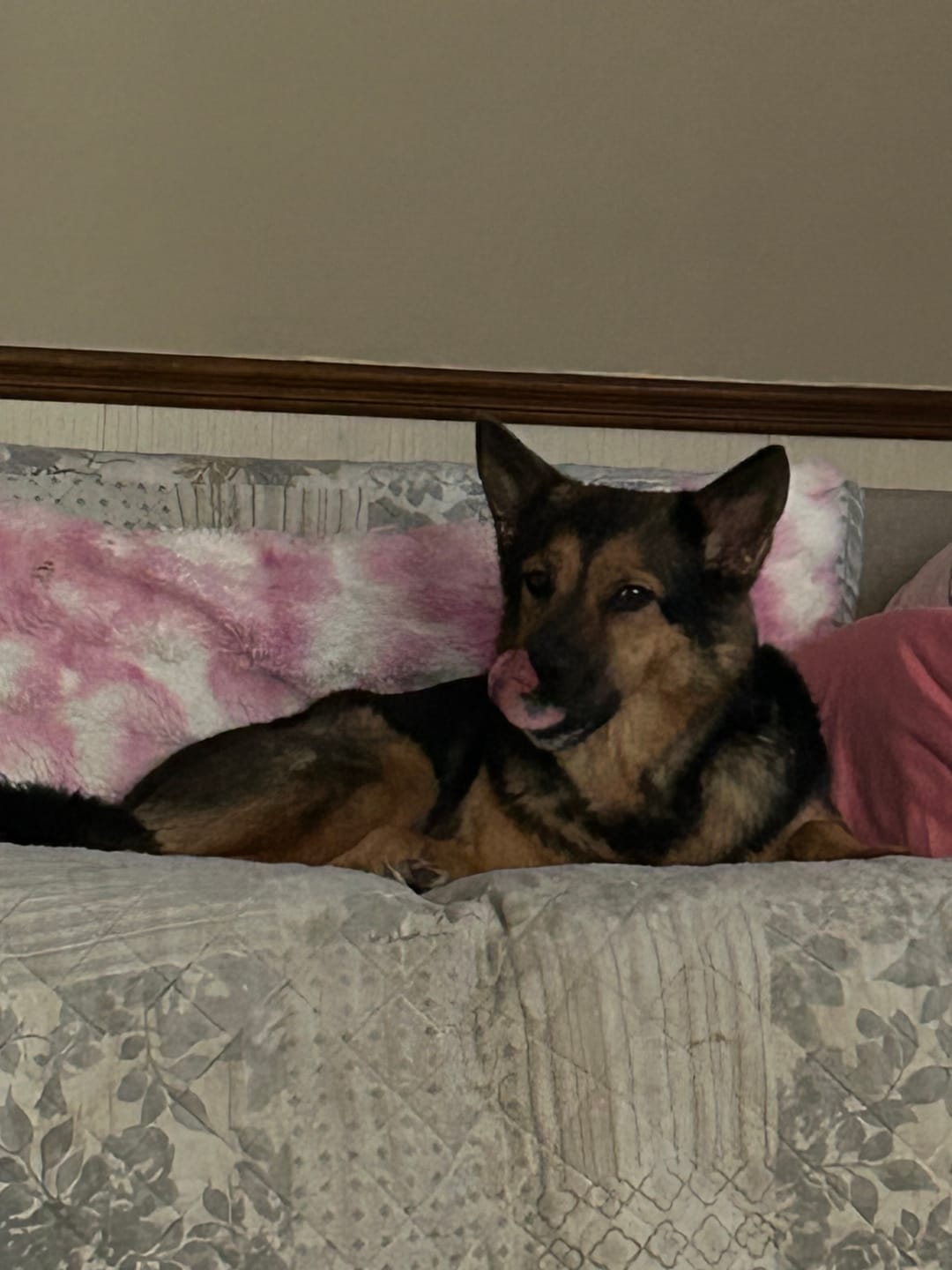 Customer photo review of Heartgard Plus for Dogs - Monthly Heartworm & Intestinal Worm Protection