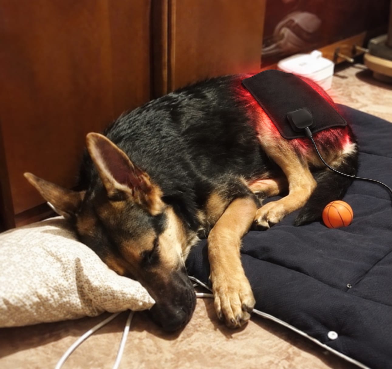 Customer photo review of LumaPaw™ Terapia de Luz Roja para Articulaciones y Movilidad