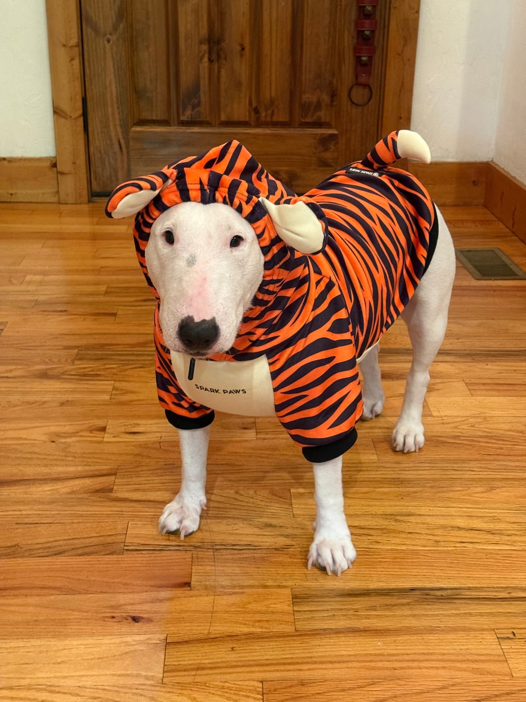 Customer photo review of Halloween Dog Hoodie - Tiger