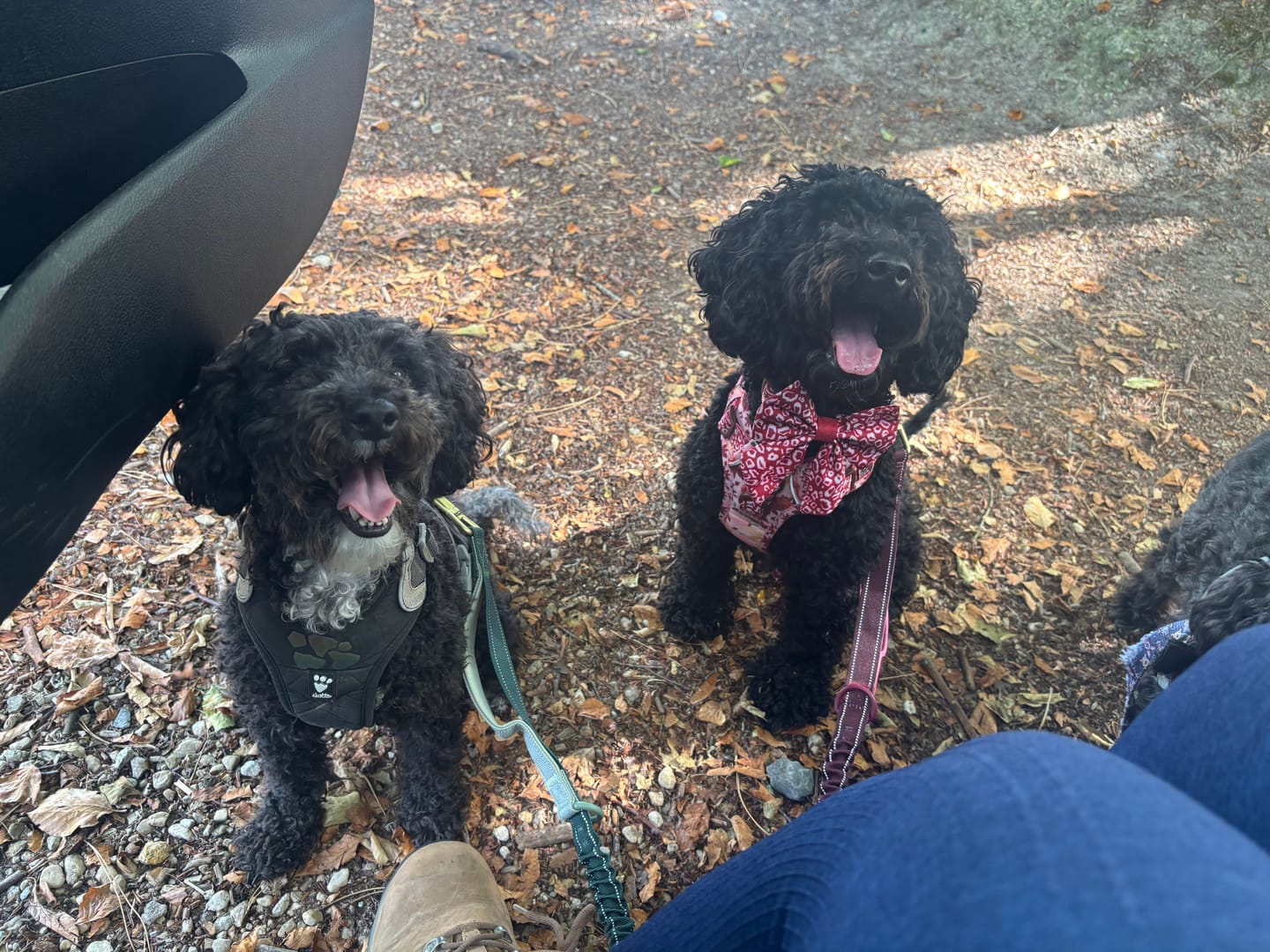 Customer photo review of Handsfree Lead Addition - Walkies Ready® Mulberry (New Clip)