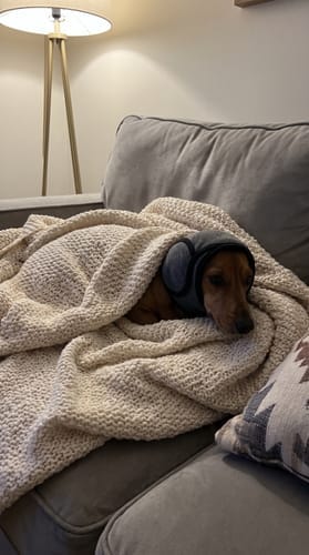 Customer photo review of Rincón Peludo® | Protector Acústico Antiestrés para Perros