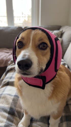 Customer photo review of PeacePaws™ Calming Ear Muffs for Dogs