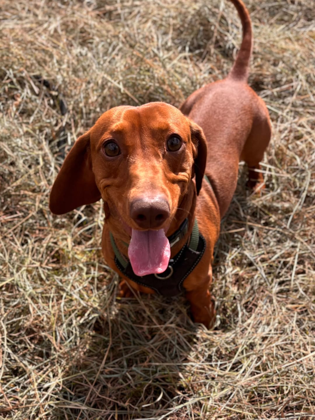 Customer photo review of Stripy | Custom Pet Portrait