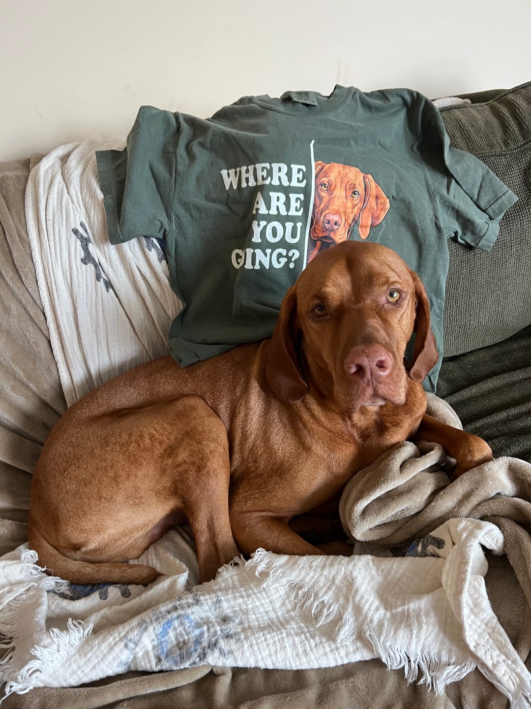 Customer photo review of Vizsla Where Are You Going Premium Tee