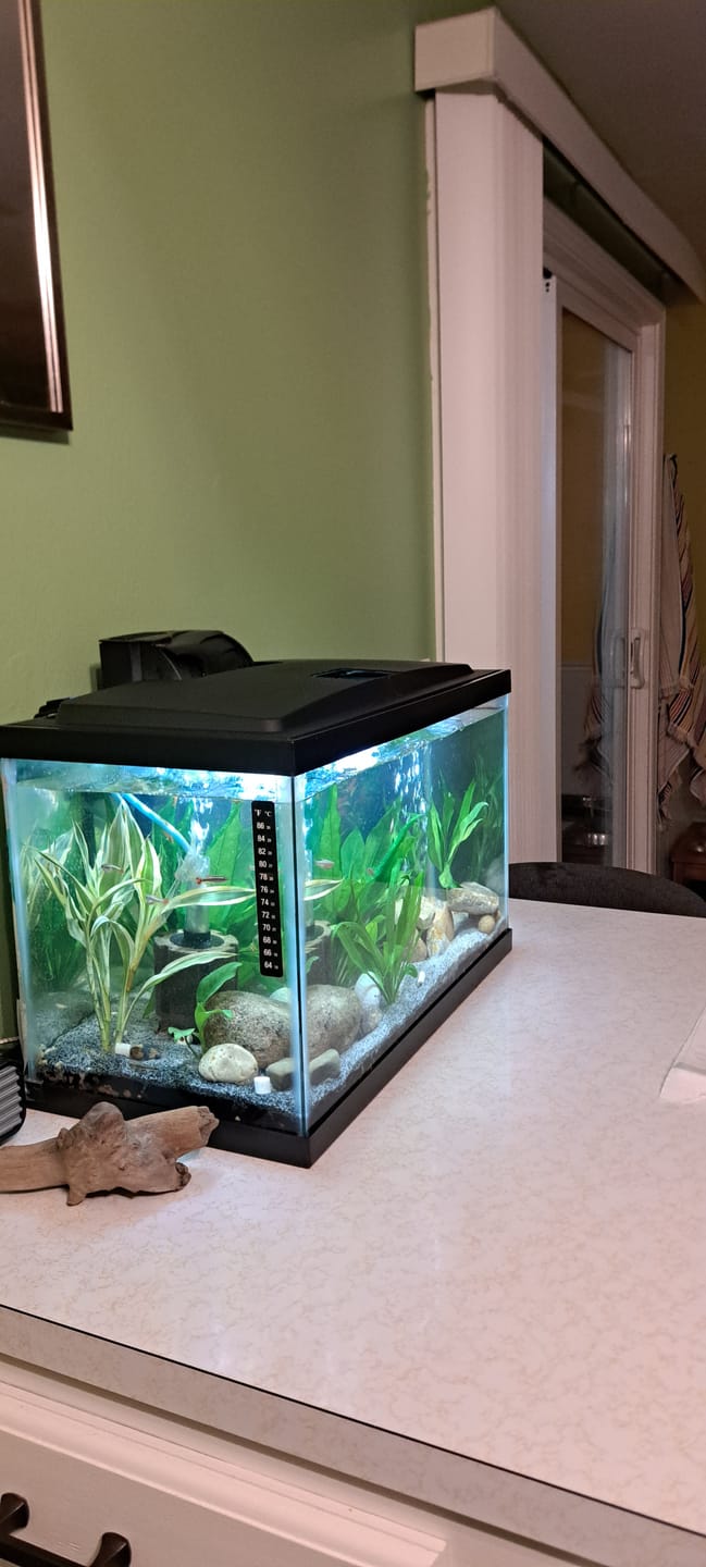 Customer photo review of Orange Sunkist Shrimp